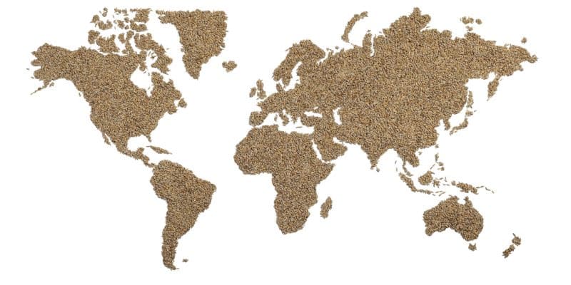 world map made of wheat grains