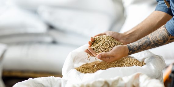 Master brewer checks barley seeds before introduced into brewing system